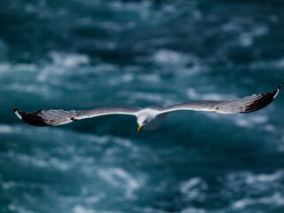 A graceful seagull soaring above the ocean