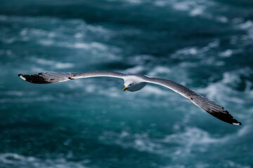 A graceful seagull soaring above the ocean