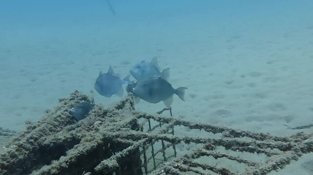 4k video of Grey Triggerfish (Balistes capriscus) in Tarragona, Spain