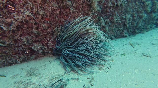 4k video of a Mediterranean Snakelocks Sea Anemone (Anemonia sulcata) in Tarragona, Catalonia, Spain