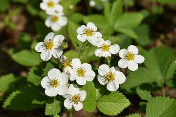 Wood strawberry flowers are blossoming in a forest in early summer.