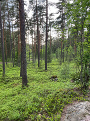 path in forest