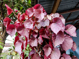Photo of beautiful plants in the yard. Vitis coignetiae, called red glory vine. Dark green during the growing season, turning orange-red in the fall.