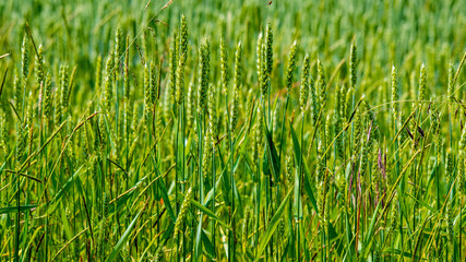 Grünes Getreide im Detail