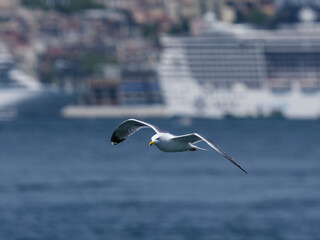 A graceful seagull soaring over Istanbul