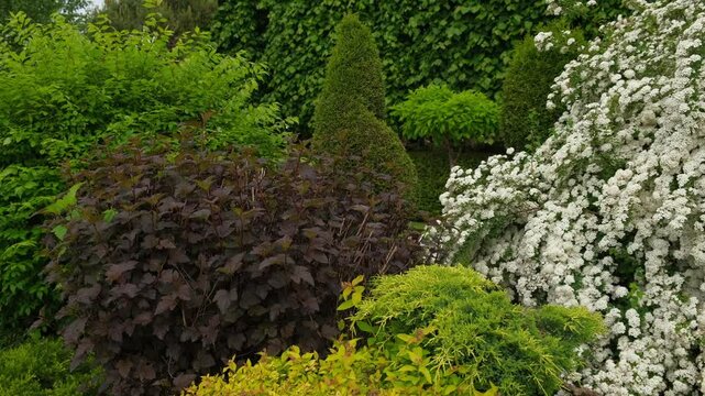 Ornamental Garden plant composition. Physocarpus opulifolius, ninebark, Spiraea and Cypress Juniper. Frontyard Walkway. Landscape design modern trend. Natural stones, gravel path. Landscaping backyard