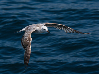 Fototapeta premium A graceful seagull soaring above the ocean