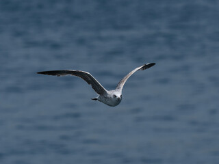 A graceful seagull soaring above the ocean