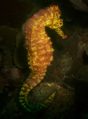 Delicate Seahorse in a Vibrant Caribbean Coral Reef