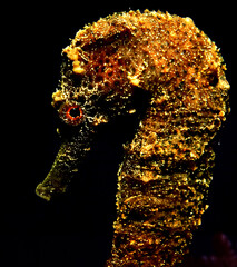 a sea horse in a reef at the caribbean sea