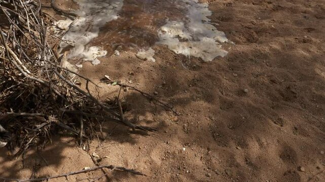 a river in first flood