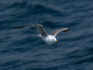 A graceful seagull soaring above the ocean