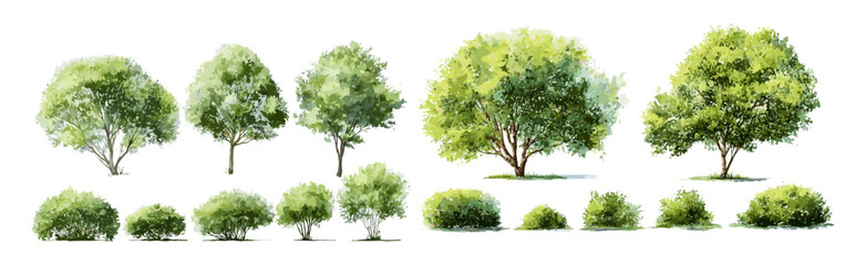 Watercolor tree elevation, vector illustration of garden tree side view, eco-friendly spring landscape, green foliage isolated on white, nature element, tree silhouette, png. © aura studio