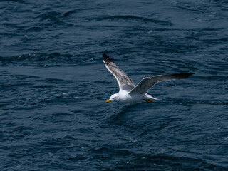 A graceful seagull soaring above the ocean