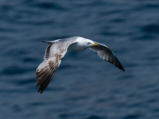 A graceful seagull soaring above the ocean