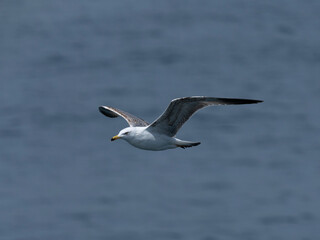 Fototapeta premium A graceful seagull soaring above the ocean