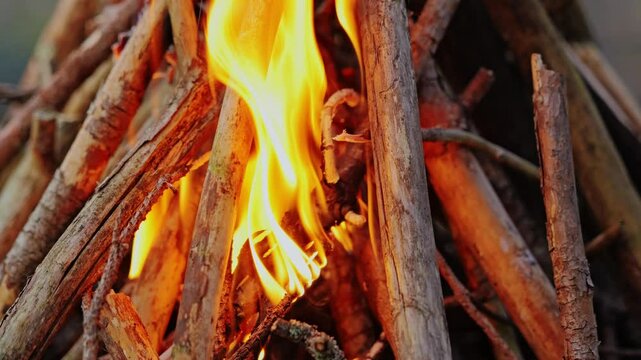 Glowing campfire burns through dry branches at sunset in Latvian peat swamp, 4K