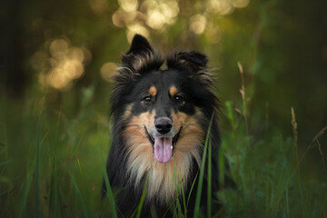young mongrel dog with black and brown fluffy fur, black nose, funny ears, open smiling mouth with...