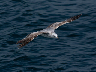 A graceful seagull soaring above the ocean