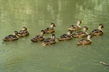 Mallard or wild duck female with 9 chicks (Anas platyrhynchos) Anatidae family. Hanover - Leinewiesen, Germany. June 12, 2025.