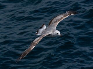 A graceful seagull soaring above the ocean