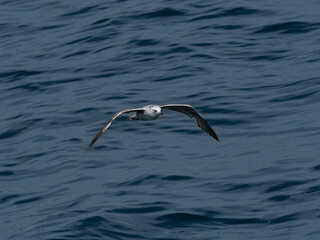 A beautiful seagull flying over the sea