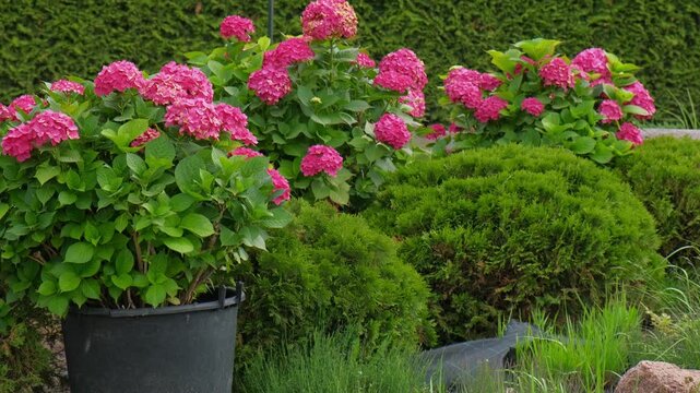 Hydrangea paniculata and conifer. Beautiful Garden path made of natural stones, gravel. Huge landscaping trend. Lawn, shrubbery in the backyard. Scenic of nice landscaped. Walkway. Green home design