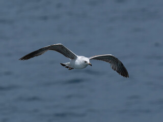 A beautiful seagull flying over the sea