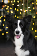young smiling black and white border collie dog staying in front of green pine branches with christmas yellow lights decoration. vertical