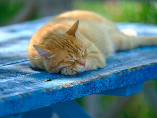 A cute cat resting in the nature