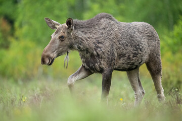 Moose cow walking on the forest meadow