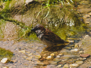 beautiful sparrow in the nature