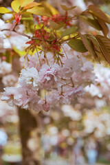 Close-up of delicate pink cherry blossom flowers blooming on a tree in spring. Soft natural light and blurred background. Seasonal floral scene in a European park.