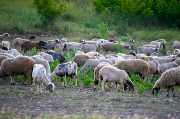 herd of sheep grazing on the meadow