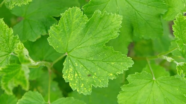 Currant and gooseberry leaf spot. Curling puckering sick blister leaves close-up. Small, dark yellow orange spots on the plant. Puckered blistered leaves distorted by aphids. Yellowish green foliage