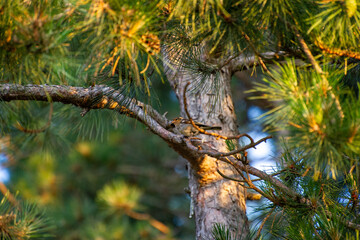 common chaffinch female on the tree branch