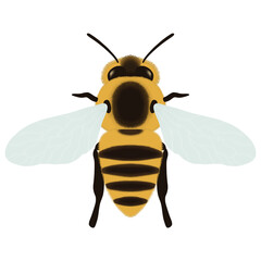 bee isolated