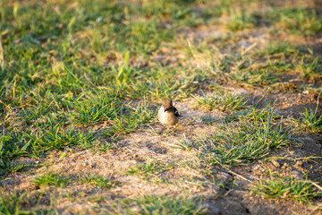 common chaffinch female on the grass