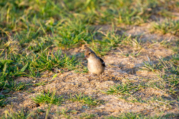 common chaffinch female in the grass