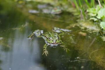 Green frog swimming in a natural pond, facing camera