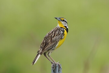Gorgeous Eastern Meadowlark atop a Country Road Fence Post Florida