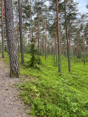 Obraz premium footpath in the forest