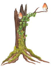 An old watercolor hollowed tree with moss on the trunk and green climbing ivy. Two robin birds are sitting on the branch. Garden clipart. Hand-drawn illustration for postcards, stickers, scrapbooking © Elena Valeto