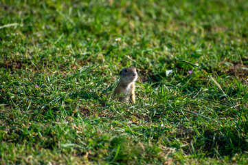 Naklejka na ściany i meble european ground squirrel looks out of its hole