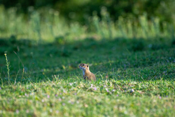 european ground squirrel eating in green grass