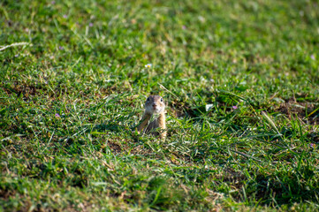 Obraz premium european ground squirrel eating in green grass