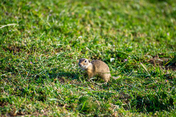 european ground squirrel  in green grass