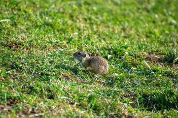 european ground squirrel sitting in green grass