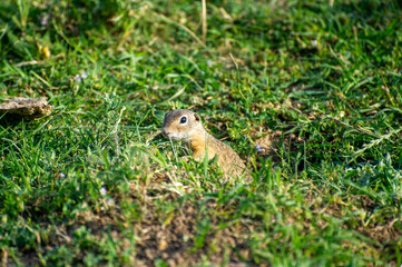 european ground squirrel sitting and watching in green grass