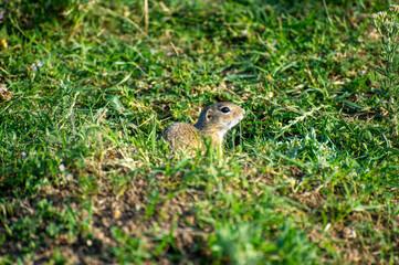 european ground squirrel n green grass